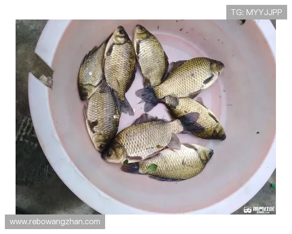 博鱼官方官网提供最全游戏资讯、攻略技巧以及玩家交流社区平台